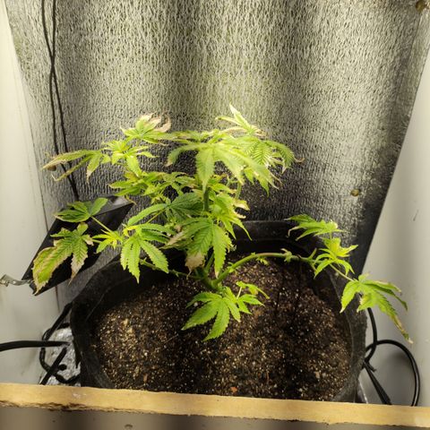 Royal Cookies  growlog timeline photo