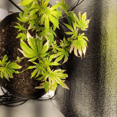 Royal Cookies  growlog timeline photo