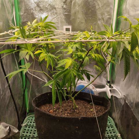 Royal Cookies  growlog timeline photo