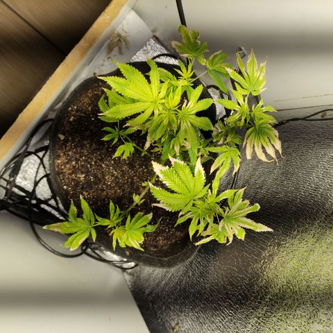 Royal Cookies  growlog timeline photo