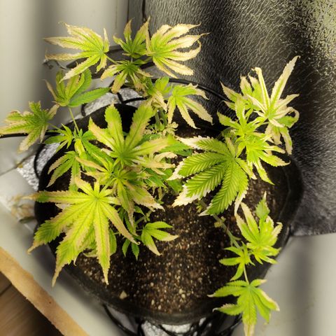 Royal Cookies  growlog timeline photo