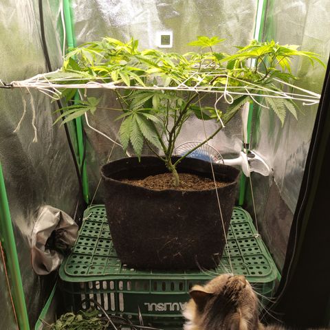 Royal Cookies  growlog timeline photo