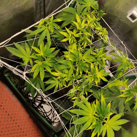 Royal Cookies  growlog timeline photo