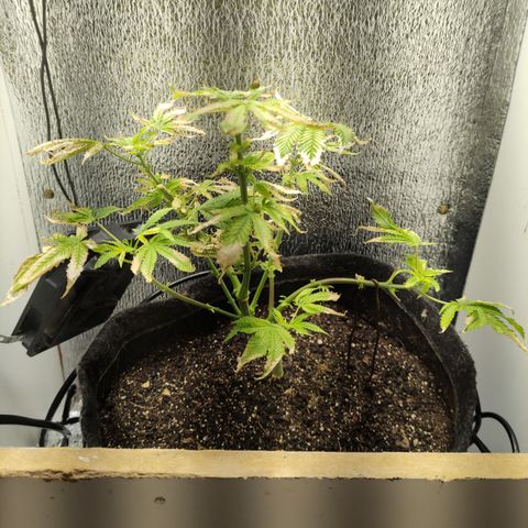 Royal Cookies  growlog timeline photo