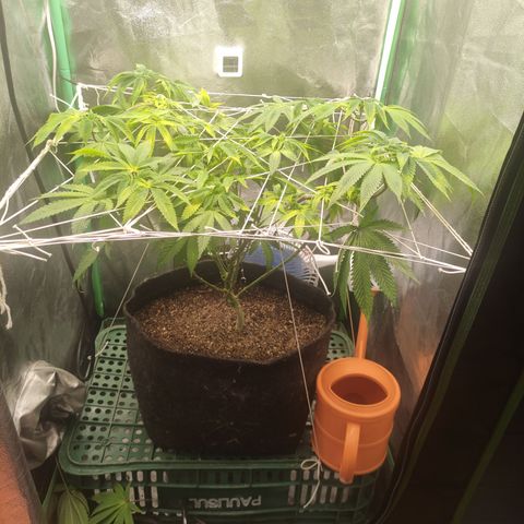 Royal Cookies  growlog timeline photo