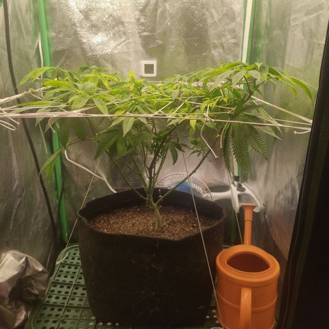 Royal Cookies  growlog timeline photo