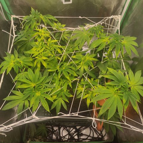 Royal Cookies  growlog timeline photo