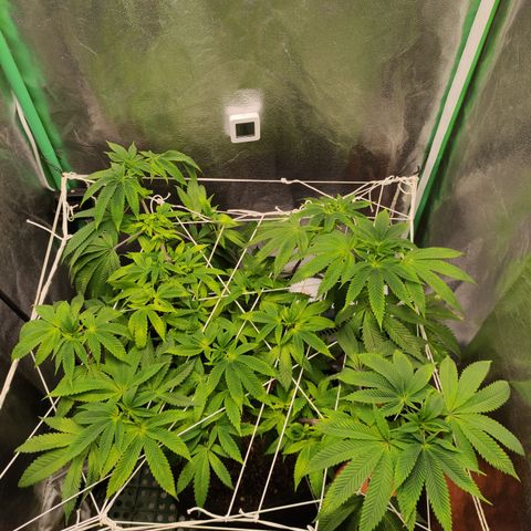 Royal Cookies  growlog timeline photo