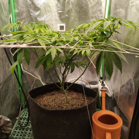 Royal Cookies  growlog timeline photo