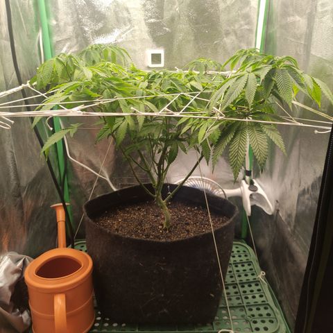 Royal Cookies  growlog timeline photo