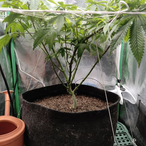 Royal Cookies  growlog timeline photo
