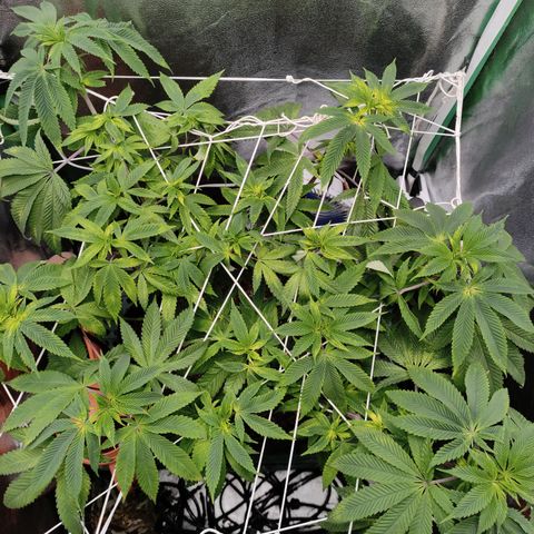 Royal Cookies  growlog timeline photo