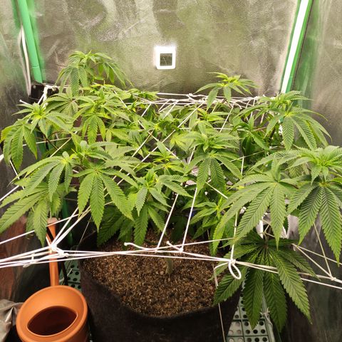Royal Cookies  growlog timeline photo
