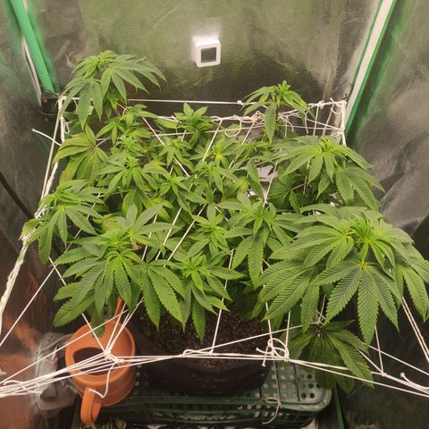 Royal Cookies  growlog timeline photo