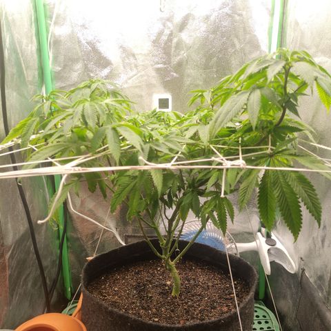 Royal Cookies  growlog timeline photo