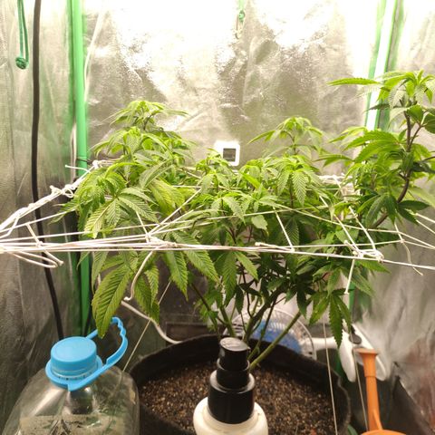 Royal Cookies  growlog timeline photo