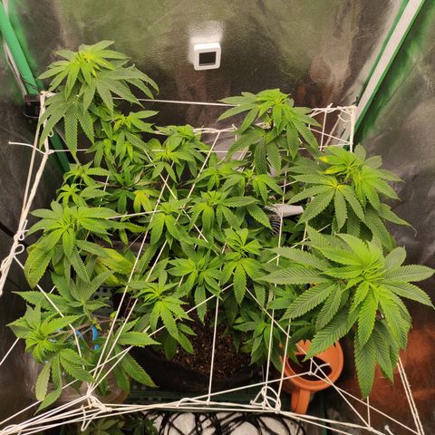 Royal Cookies  growlog timeline photo
