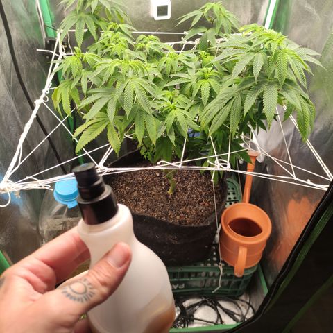 Royal Cookies  growlog timeline photo
