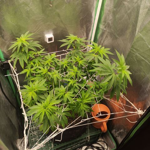 Royal Cookies  growlog timeline photo