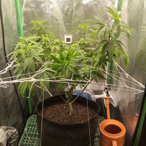 Royal Cookies  growlog timeline photo