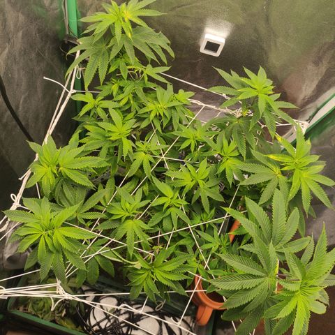 Royal Cookies  growlog timeline photo