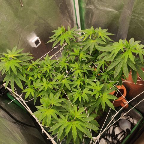 Royal Cookies  growlog timeline photo