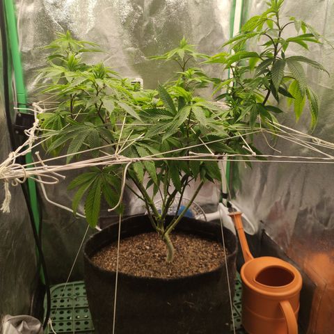 Royal Cookies  growlog timeline photo