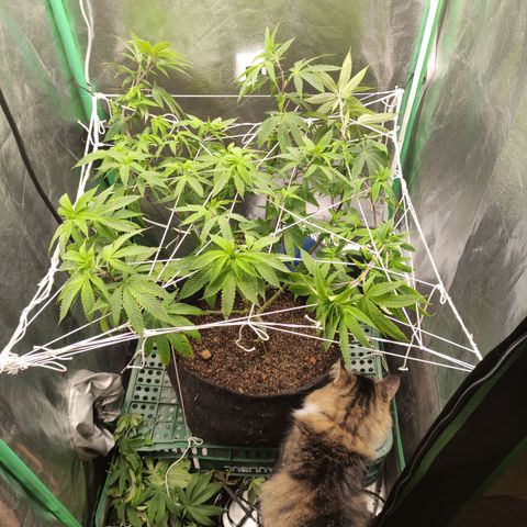 Royal Cookies  growlog timeline photo