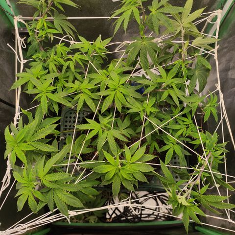 Royal Cookies  growlog timeline photo