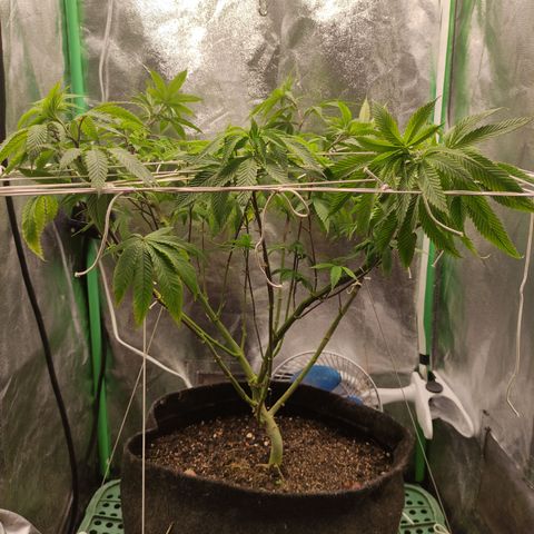 Royal Cookies  growlog timeline photo