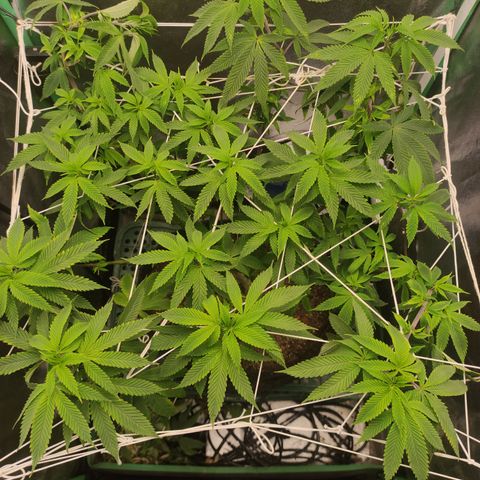 Royal Cookies  growlog timeline photo