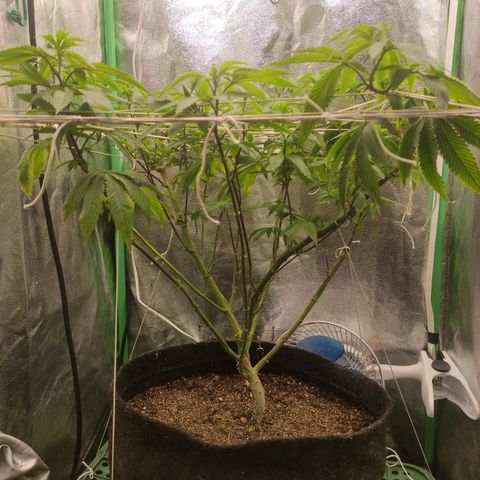 Royal Cookies  growlog timeline photo