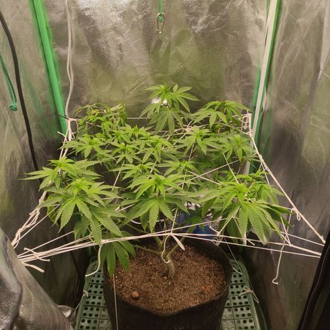 Royal Cookies  growlog timeline photo