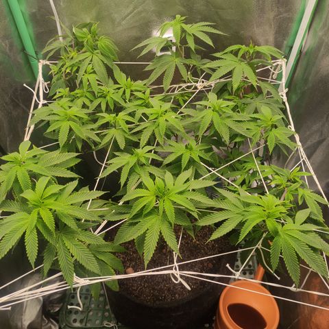 Royal Cookies  growlog timeline photo