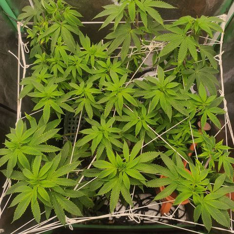 Royal Cookies  growlog timeline photo