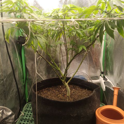 Royal Cookies  growlog timeline photo