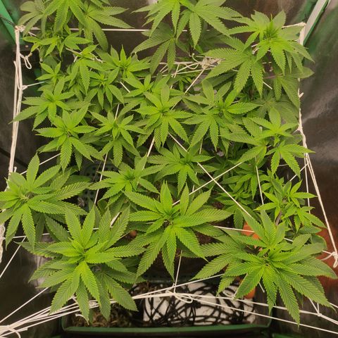 Royal Cookies  growlog timeline photo