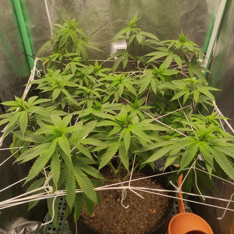 Royal Cookies  growlog timeline photo