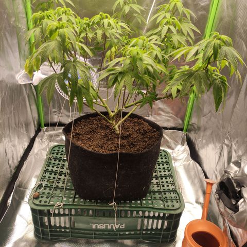 Royal Cookies  growlog timeline photo