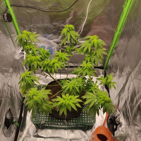 Royal Cookies  growlog timeline photo