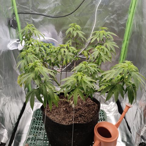 Royal Cookies  growlog timeline photo