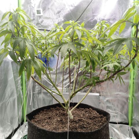 Royal Cookies  growlog timeline photo