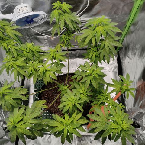 Royal Cookies  growlog timeline photo
