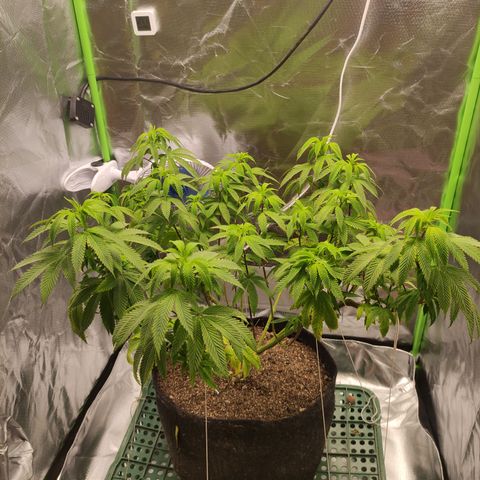 Royal Cookies  growlog timeline photo