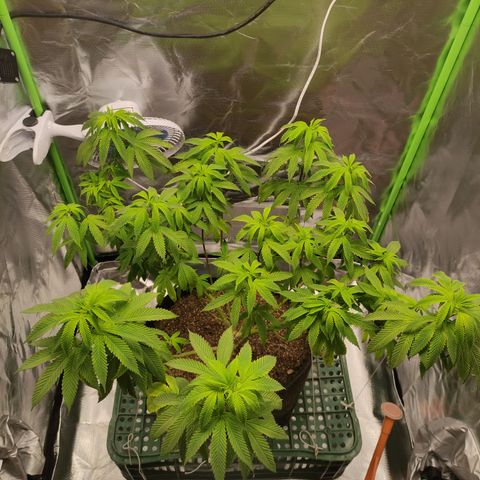 Royal Cookies  growlog timeline photo