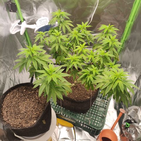 Royal Cookies  growlog timeline photo