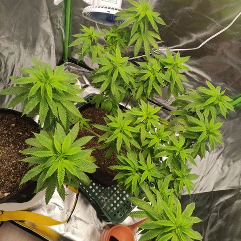 Royal Cookies  growlog timeline photo