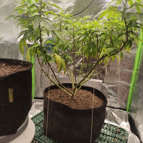 Royal Cookies  growlog timeline photo
