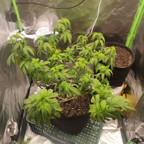 Royal Cookies  growlog timeline photo