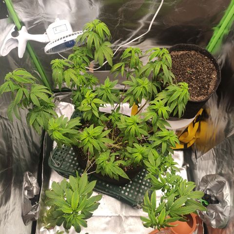 Royal Cookies  growlog timeline photo